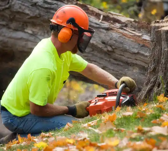 tree services Anthony